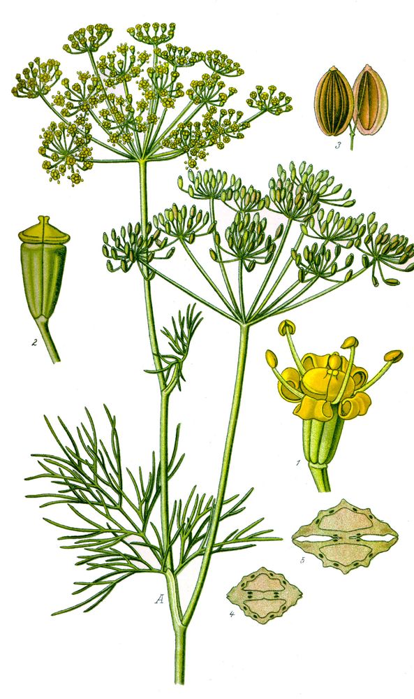 Anethum graveolens